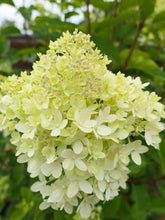 products/HydrangeapaniculataLittleLimeJW-2.jpg